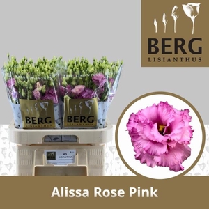EUS G ALISSA ROSE PI
