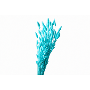 Dried Bleached Lagurus Sky Blue 100gr