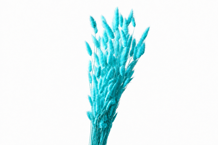 <h4>Dried Bleached Lagurus Sky Blue 100gr</h4>
