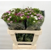Dianthus Br Am Mix rainbow