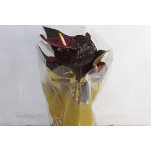 ANTHURIUM DELICATA P17
