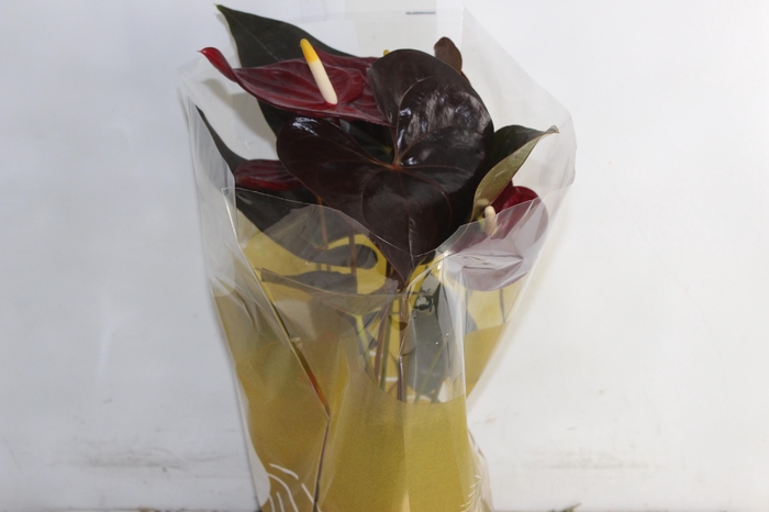 <h4>ANTHURIUM DELICATA P17</h4>
