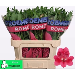ALSTR ROME