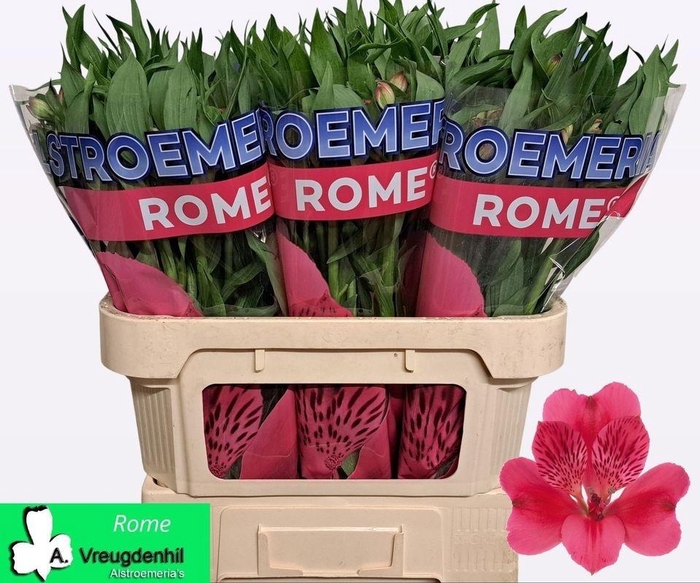<h4>ALSTR ROME</h4>