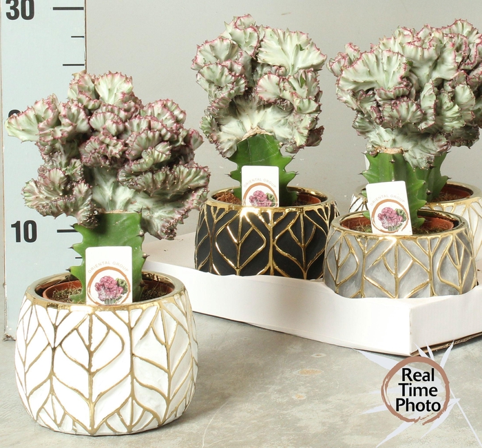 <h4>EUPHOR LAC CRISTATA</h4>