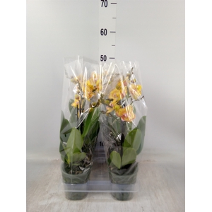 Phalaenopsis multi. 'Limpopo'
