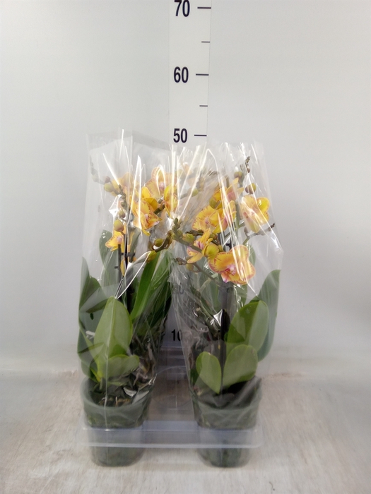 <h4>Phalaenopsis multi. 'Limpopo'</h4>