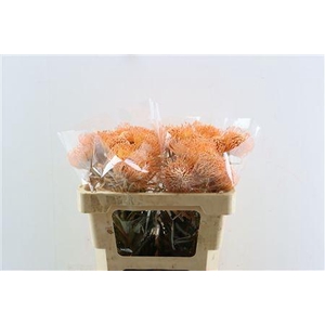 LEUCO KLBH APRICOT
