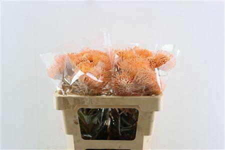 <h4>LEUCO KLBH APRICOT</h4>