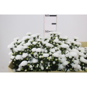 ASTER MARIANA 050 CM