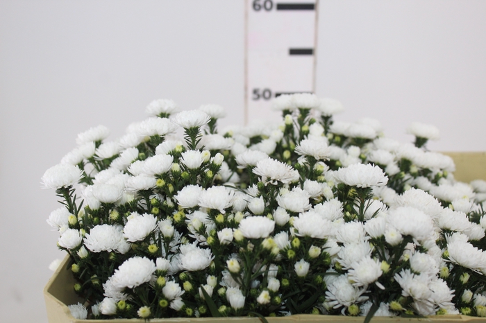 <h4>ASTER MARIANA 050 CM</h4>