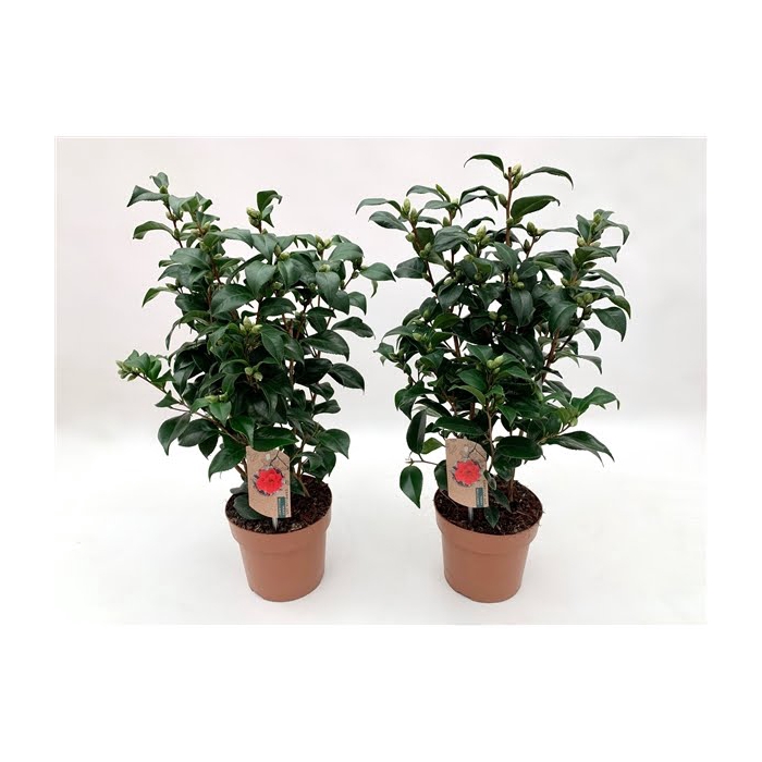 <h4>Camellia Japonica Mary Williams</h4>