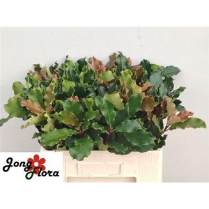 Phot S Curly Fantasy