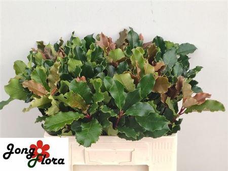 <h4>Phot S Curly Fantasy</h4>