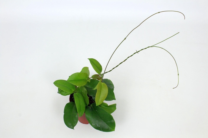 <h4>Hoya Dimorpha 12 cm</h4>