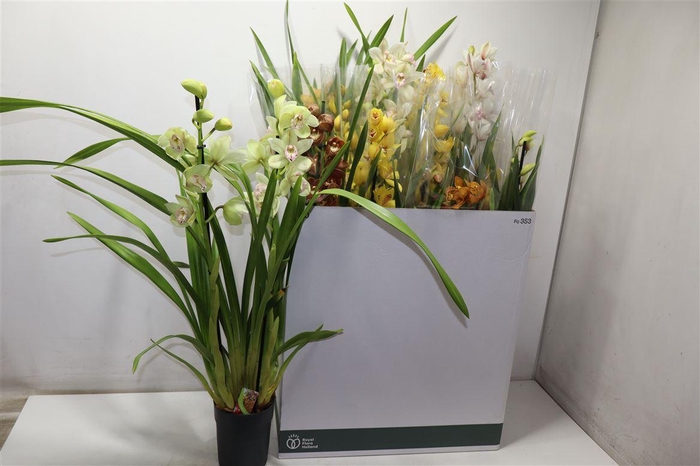 <h4>Cymb Gemengd</h4>