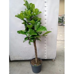 Ficus lyrata
