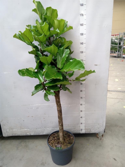 <h4>Ficus lyrata</h4>