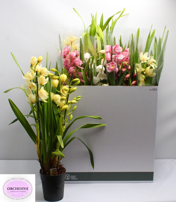 <h4>CYMB GEMENGD</h4>