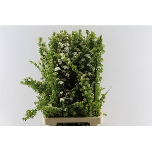 Spirea Nip Snowmound