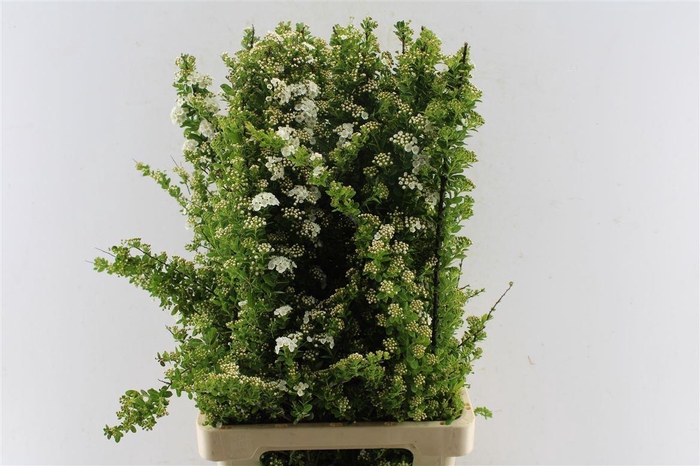 <h4>Spirea Nip Snowmound</h4>