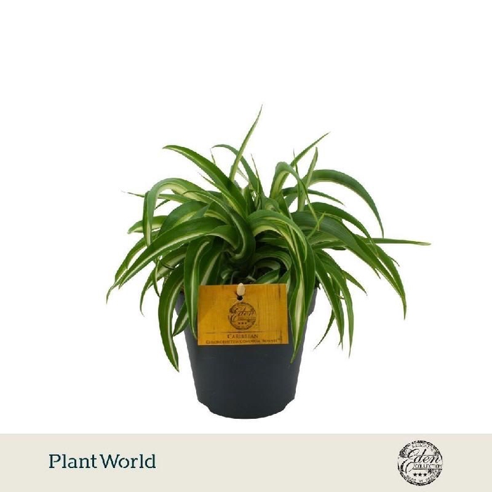 <h4>Chlorophytum Com Bonnie</h4>
