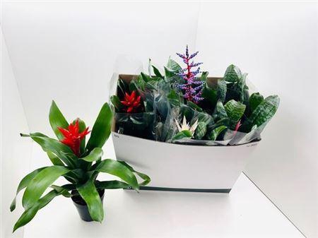 <h4>** Aech Gem * Autumn Promo *</h4>