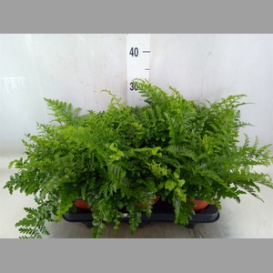 Asplenium parvati
