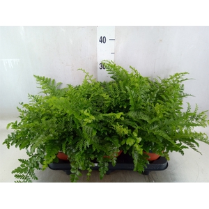 Asplenium parvati