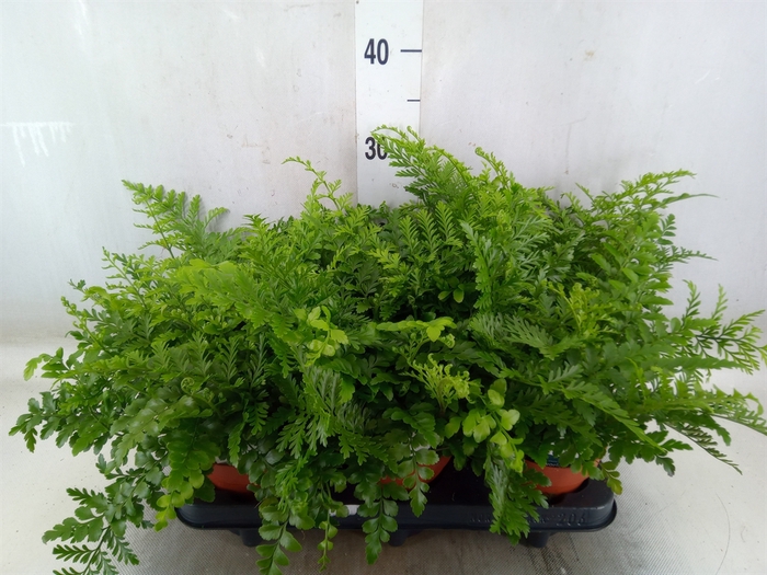 <h4>Asplenium parvati</h4>