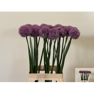 ALLIUM KLEINBLOEMIG