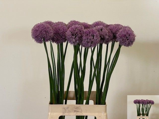<h4>ALLIUM KLEINBLOEMIG</h4>
