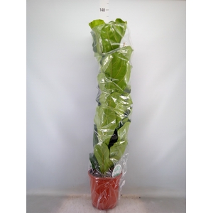 Ficus lyrata
