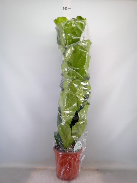 <h4>Ficus lyrata</h4>