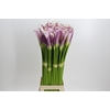 Zantedeschia Eydolls Purple White