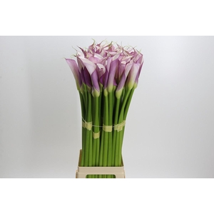 Zantedeschia Eydolls Purple White
