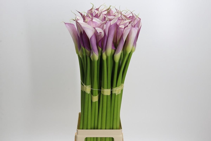 <h4>Zantedeschia Eydolls Purple White</h4>