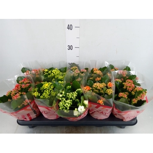 Kalanchoe blos.   ..rosebud mix  5