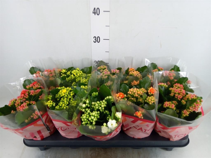 <h4>Kalanchoe blos.   ..rosebud mix  5</h4>