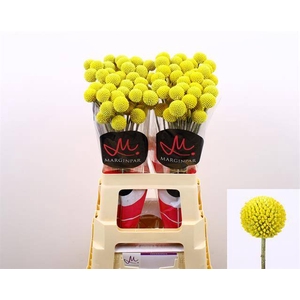 CRAS PAINTBALL POP