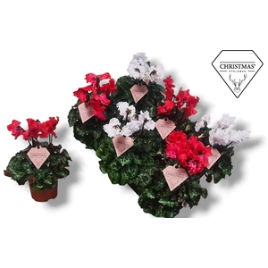 Cyclamen Exclusive® Merengue Kerst rood/wit - HERT ETIKET