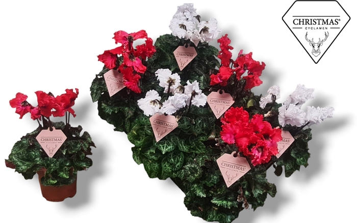 <h4>Cyclamen Exclusive® Merengue Kerst rood/wit - HERT ETIKET</h4>