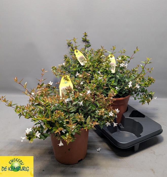 <h4>ABEL GRANDIFLORA</h4>