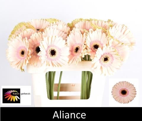 <h4>GE GR ALLIANCE</h4>