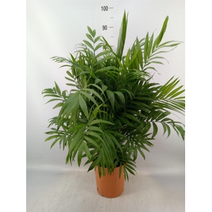 Chamaedorea elegans