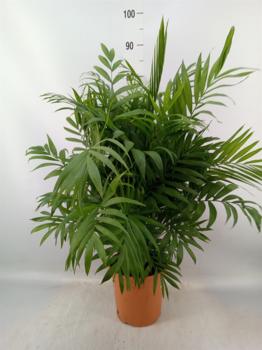 <h4>Chamaedorea elegans</h4>