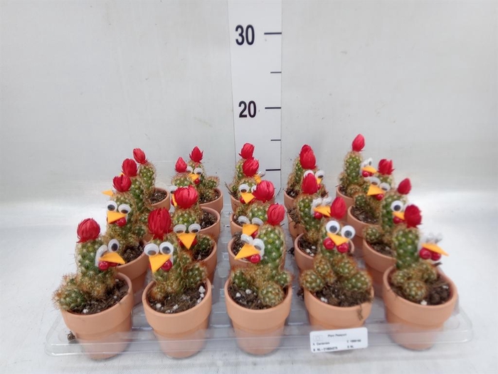 <h4>Cactus   ...decorated</h4>