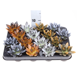 Echeveria  'Miranda'