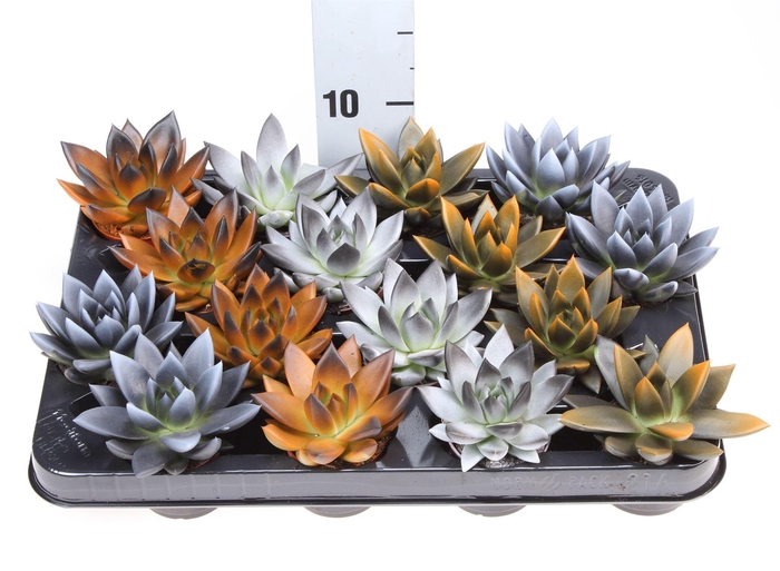 <h4>Echeveria 'Miranda'</h4>