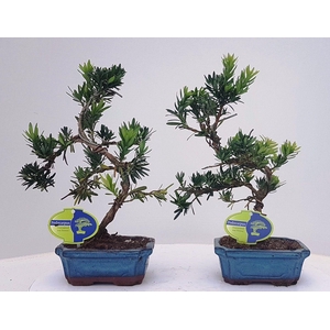 Podocarpus macrophyllus, 15cm., shape, without drip tray